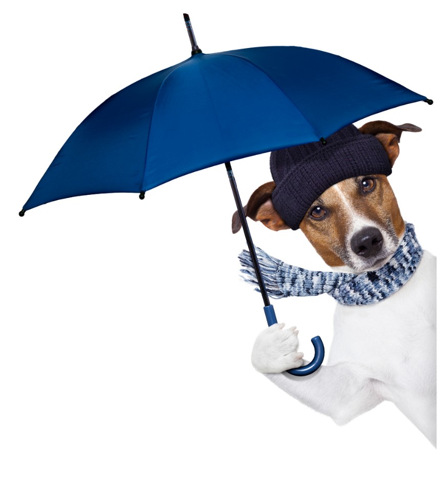 Dog in Hat With Umbrella