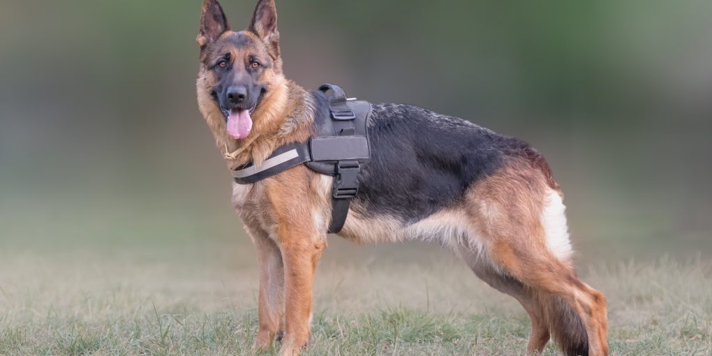 German Shepherd as a police or guard dog