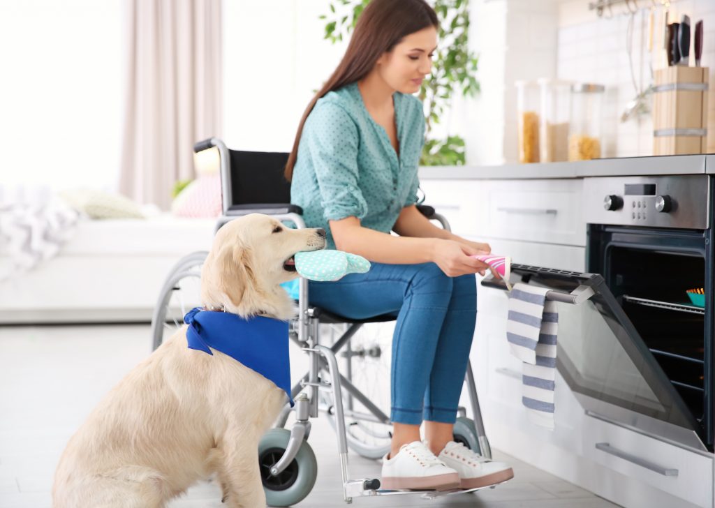 A Golden Retriever service dog helping a woman in a wheelchair with her house chores