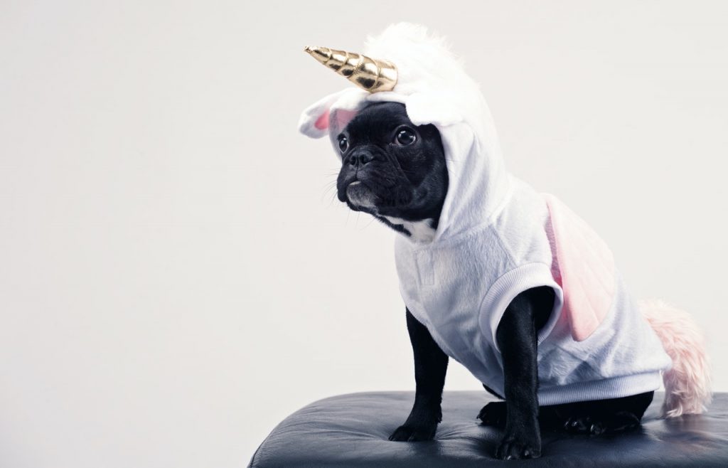 Boston terrier wearing unicorn pet costume