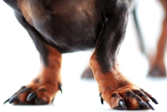 Black dog nails that are overgrown on the Dachshund dog