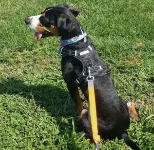 BABYLTRL Big Dog Harness No Pull Adjustable Pet Reflective
