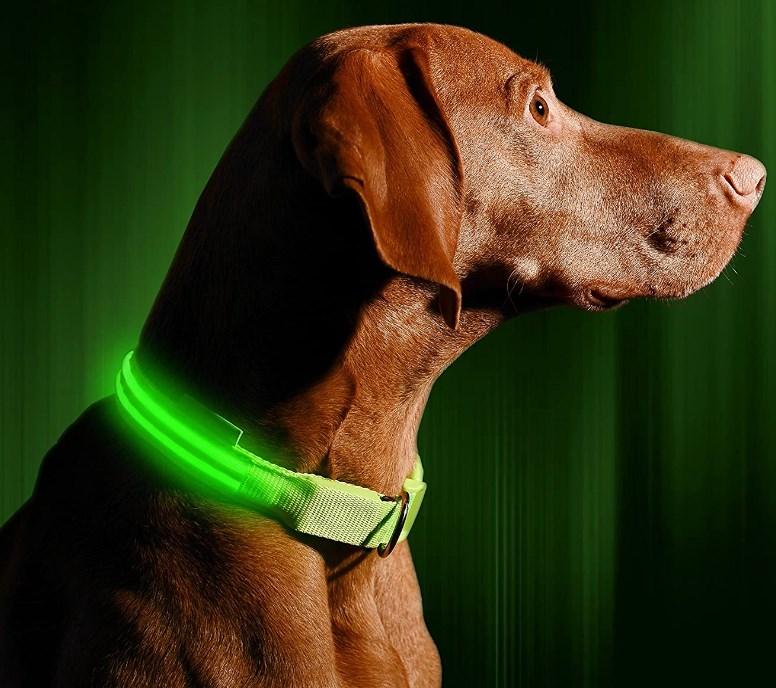 The 10 Best LED Dog Collar of 2020 Reviews Herepup