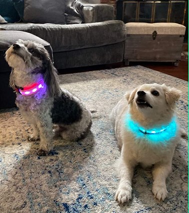 LED Dog Collar – All 7 Light Colors in One Collar + Multicolor Blink Mode!