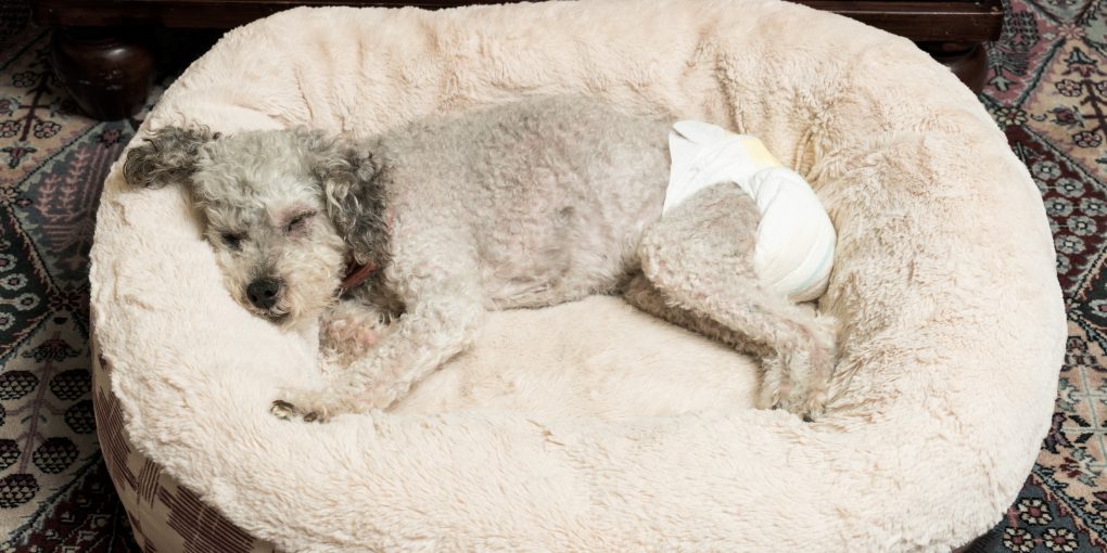 Grey dog wearing diapers sleeps on the dog bed