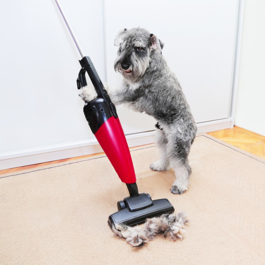 10 Tips To Eliminate Dog Odor & Keep Your House Smelling Fresh