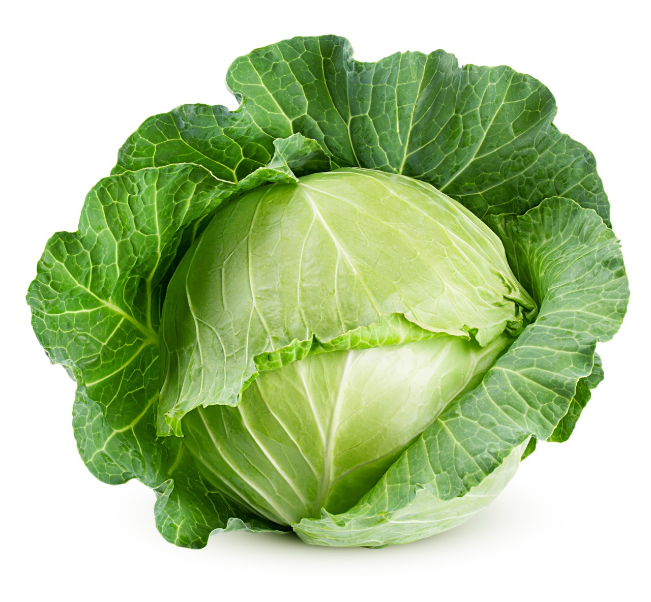 Cabbage Isolated on White
