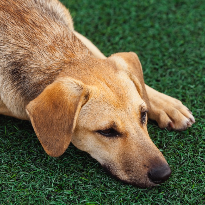 Dog Isolated on Artifical Grass