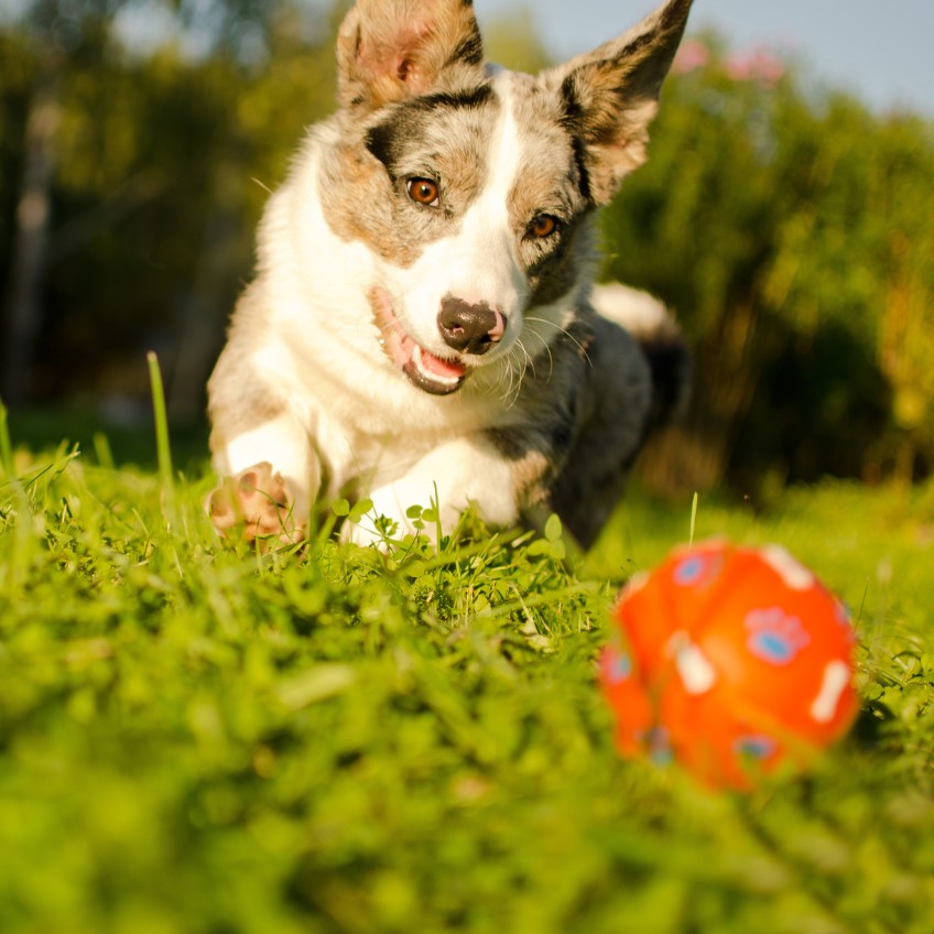 Dog Playing With Ball On Artifical Grass