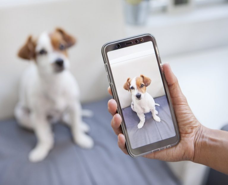 Dog Camera The 10 Best Pet Camera for Home of 2020 Herepup