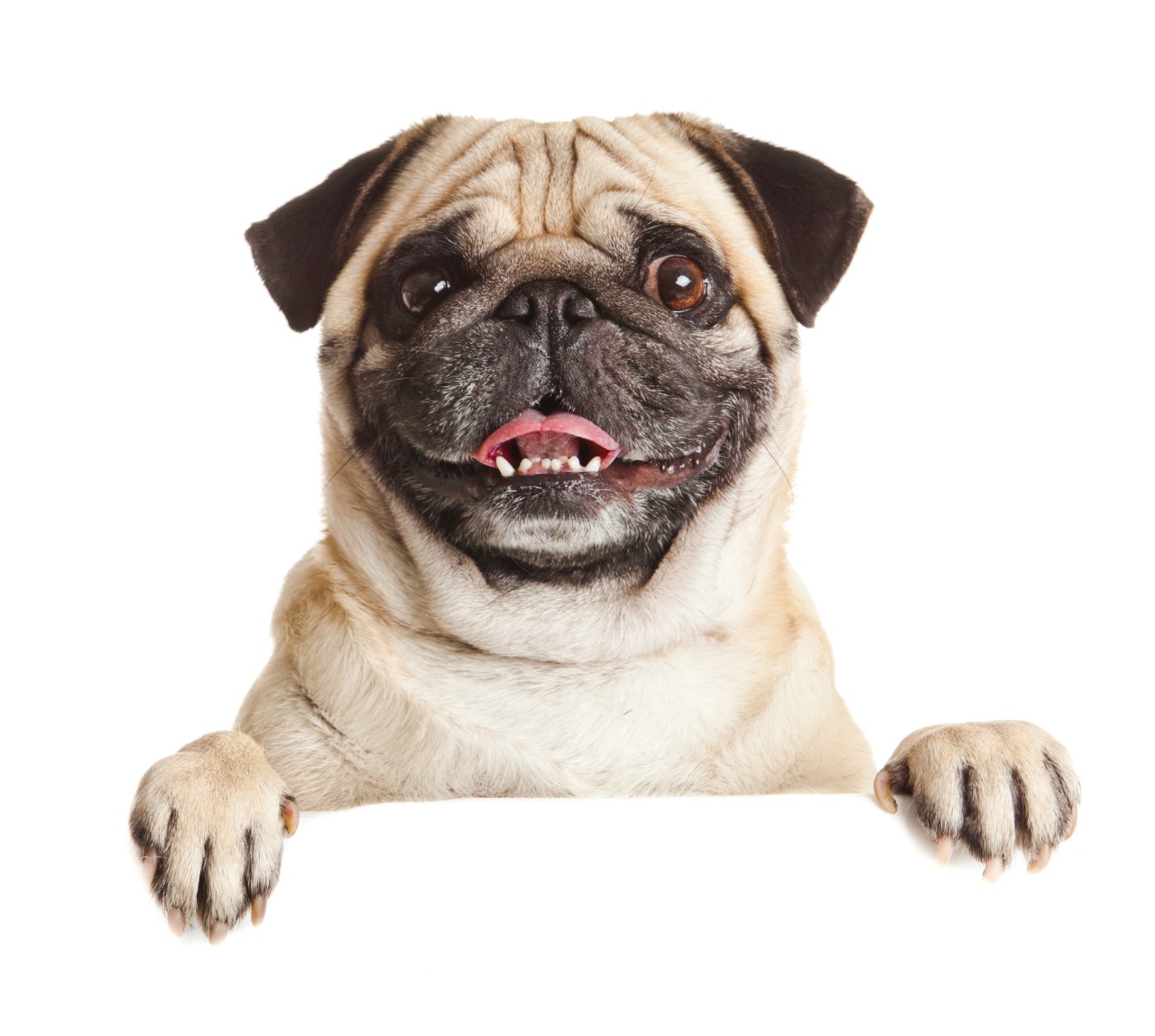 Pug – Friendly, Calm and Affectionate