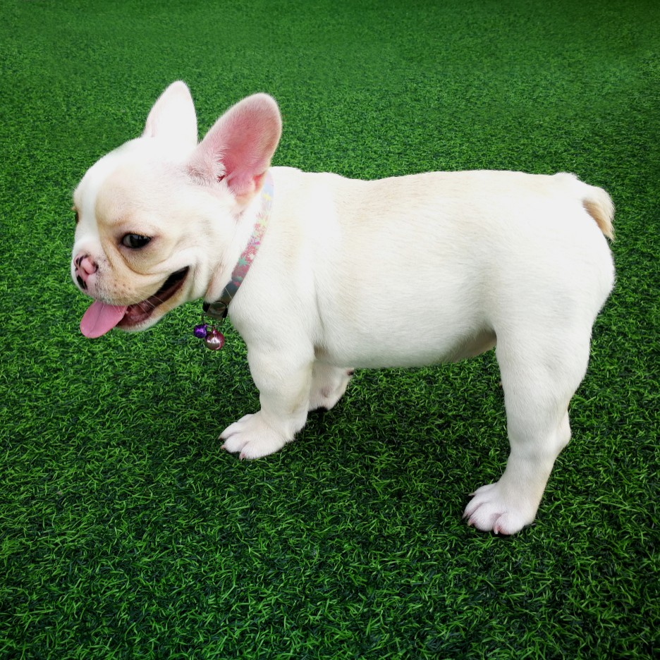 Small Dog Isolated on Artifical Grass