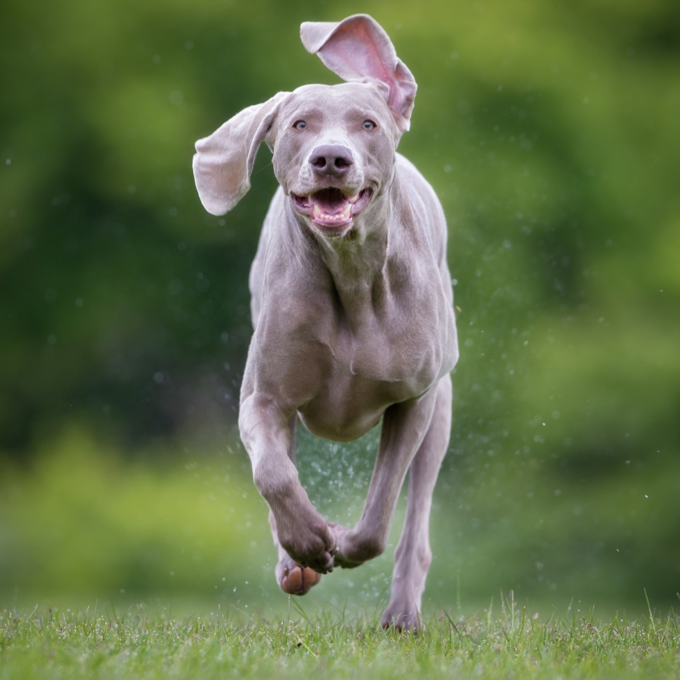 Smart Breed for Hunting - Weimaraner
