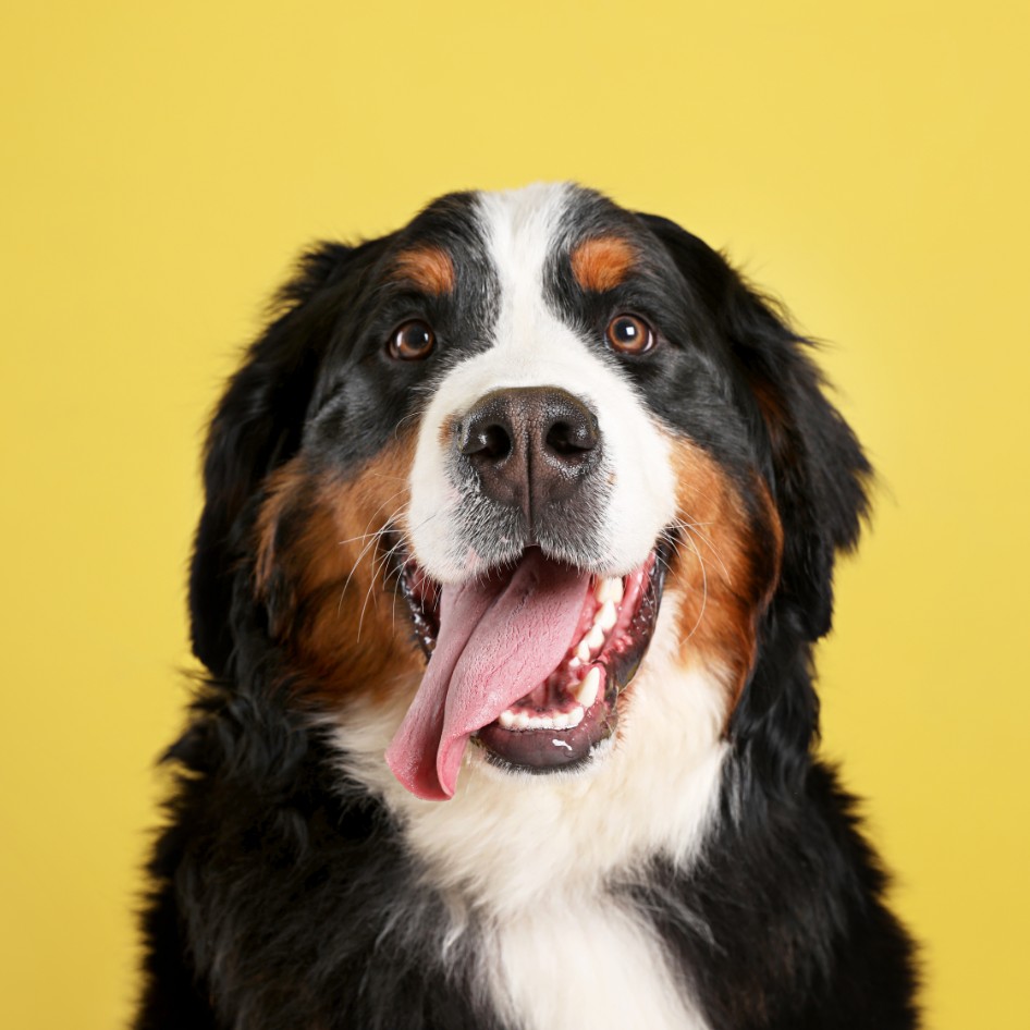 The Good Natured Bernese Mountain Dog – Best Dogs for Kids