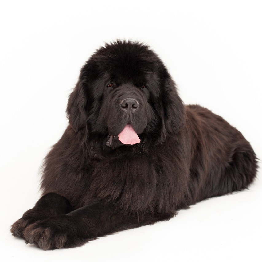The Large But Gentle Newfoundland