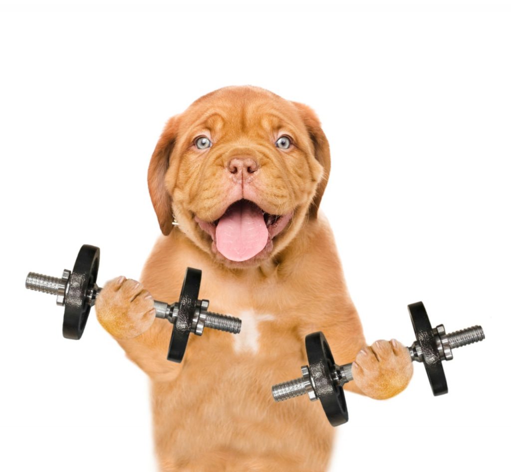 Training Exercises for Dogs. Teach Your Dog More Exercises Herepup