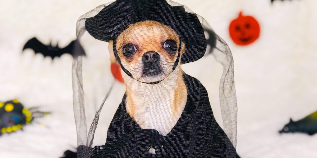 Small dog in a Halloween costume of a witch